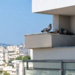 Περιστέρια που αρχίζουν να φωλιάζουν σε προστατευμένο σημείο κτιρίου